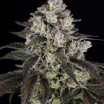 Barneys Farm Trainwreck 3er Pack