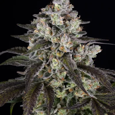 Barneys Farm Trainwreck 3er Pack