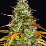 Barneys Farm Watermelon Zkittlez Auto 3er Pack