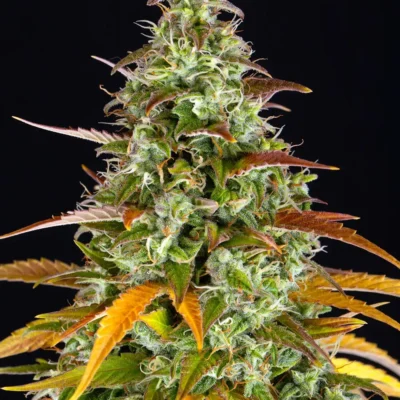 Barneys Farm Watermelon Zkittlez Auto 3er Pack