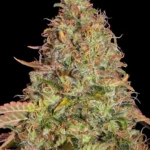 Barneys Farm Zkittlez OG Auto 3er Pack
