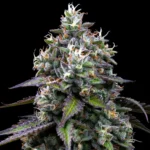 Barneys Farm Zoap 3er Pack