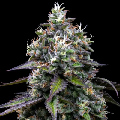 Barneys Farm Zoap 3er Pack