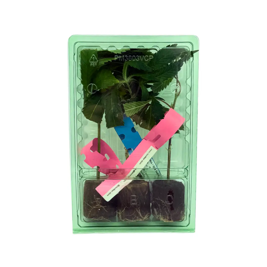 AK47 – Bild 8
