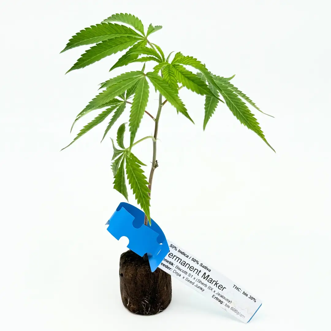 Gorilla Glue (#4) GG4 – Bild 2