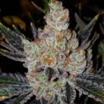 Ethos Genetics 10th Planet R1 5er Packung