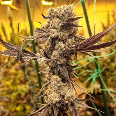 Ethos Genetics Dip N Stax RBX1 5er Packung