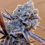 Ethos Genetics Lilac Diesel RBX2 5er Packung