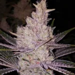 Ethos Genetics Orange Kush Cake R1 5er Packung