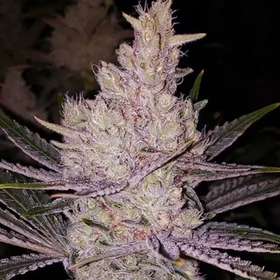 Ethos Genetics Orange Kush Cake R1 5er Packung