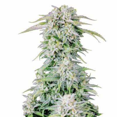 Fast Buds Afghan Kush Auto