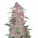 Fast Buds Blackberry Auto - 3er Packung