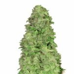 Fast Buds CBD 20:1 Auto - 3er Packung