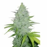 Fast Buds Cheese Auto - 3er Packung