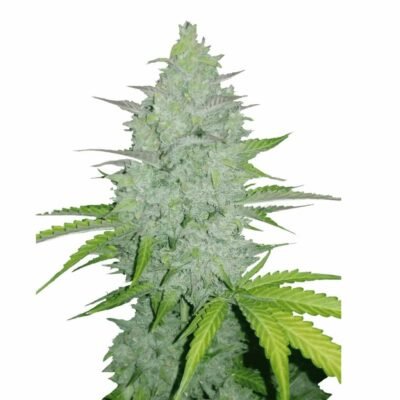 Fast Buds Cheese Auto – 3er Packung