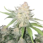 Fast Buds Frost Banger Auto - 3er Packung