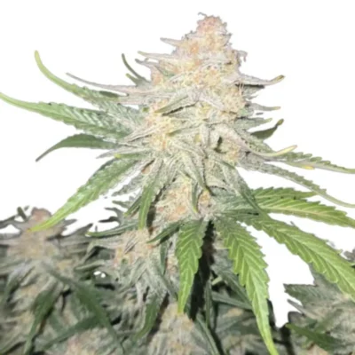 Fast Buds Frost Banger Auto – 3er Packung