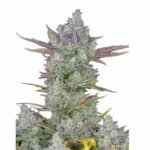 Fast Buds Gorilla Cookies Auto - 3er Packung