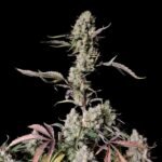 Fast Buds Gorilla Zkittlez Auto - 3er Packung
