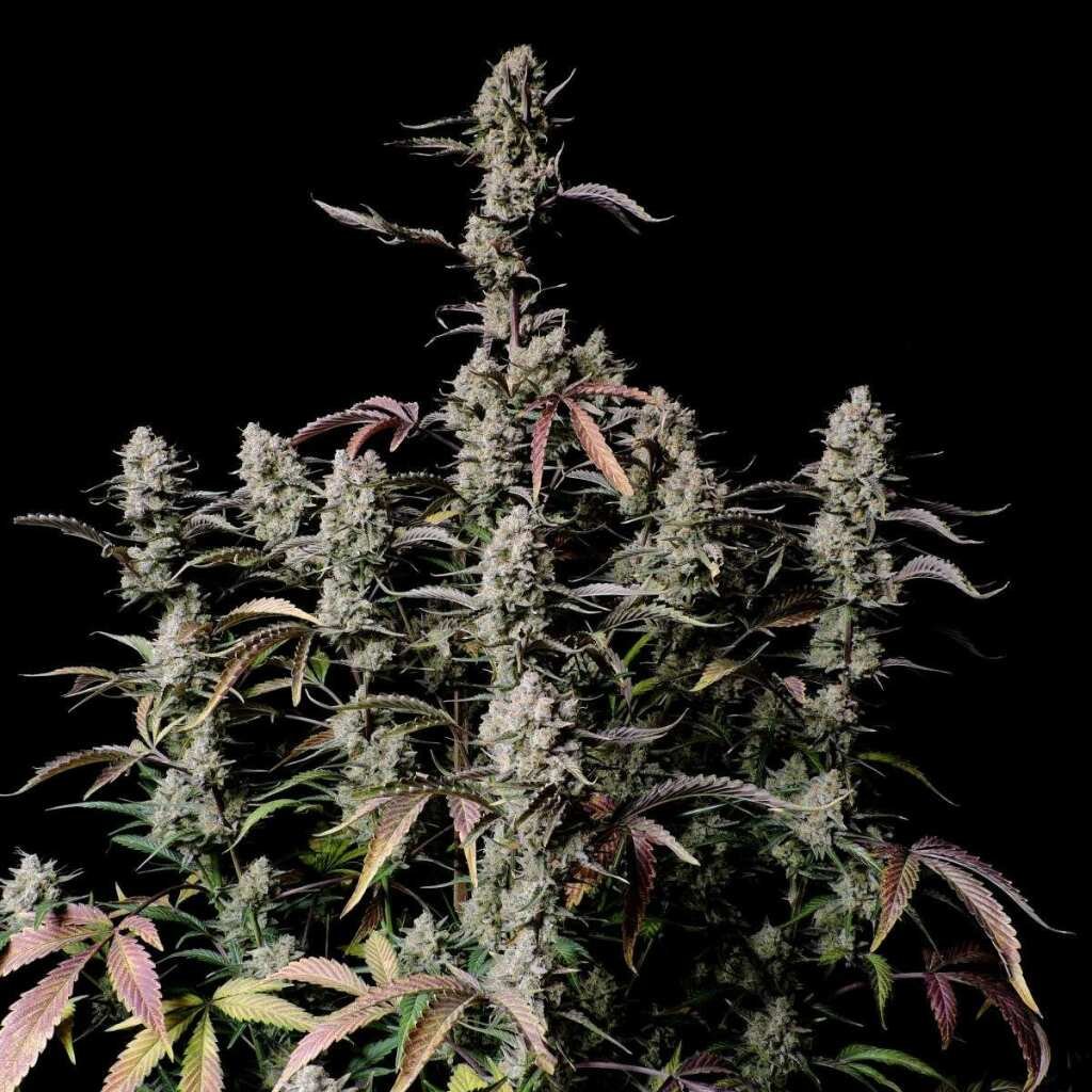 Fast Buds Gorilla Zkittlez Auto - 3er Packung – Bild 3