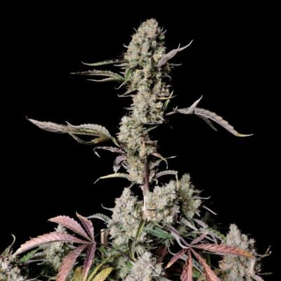 Fast Buds Gorilla Zkittlez Auto – 3er Packung