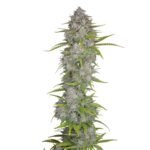Fast Buds Orange Sherbet Auto - 3er Packung
