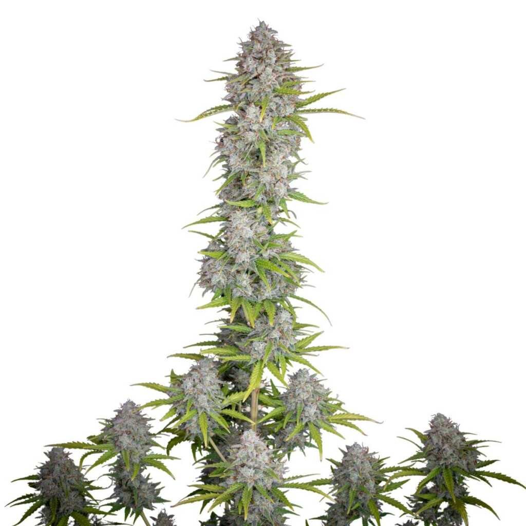 Fast Buds Orange Sherbet Auto - 3er Packung – Bild 2