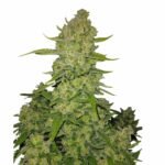 Fast Buds Papaya Cookies Auto - 3er Packung