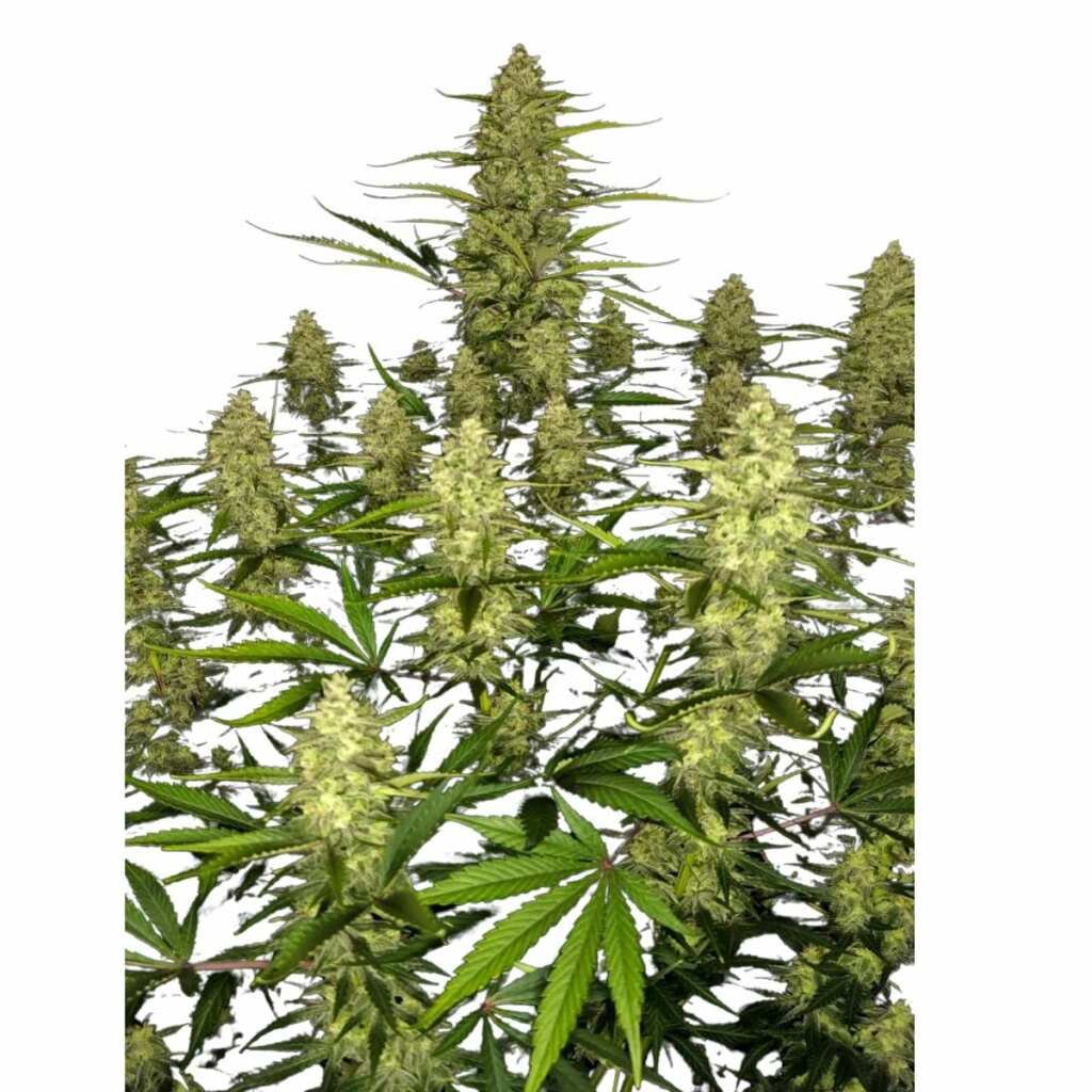 Fast Buds Papaya Cookies Auto - 3er Packung – Bild 3