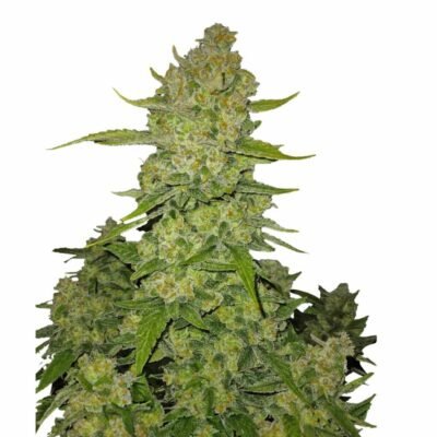 Fast Buds Papaya Cookies Auto – 3er Packung