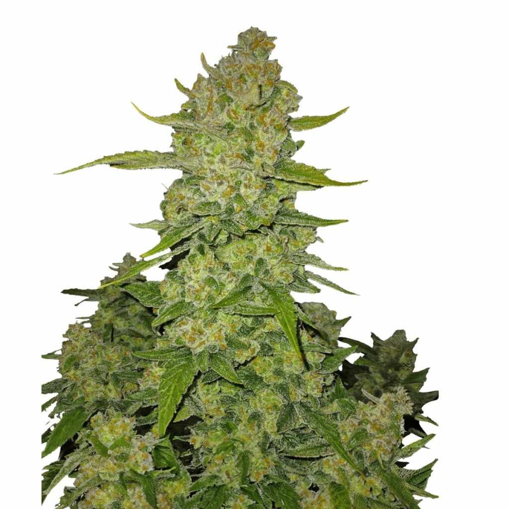 Fast Buds Papaya Cookies Auto - 3er Packung