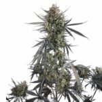 Fast Buds Pound Cake Auto - 3er Packung