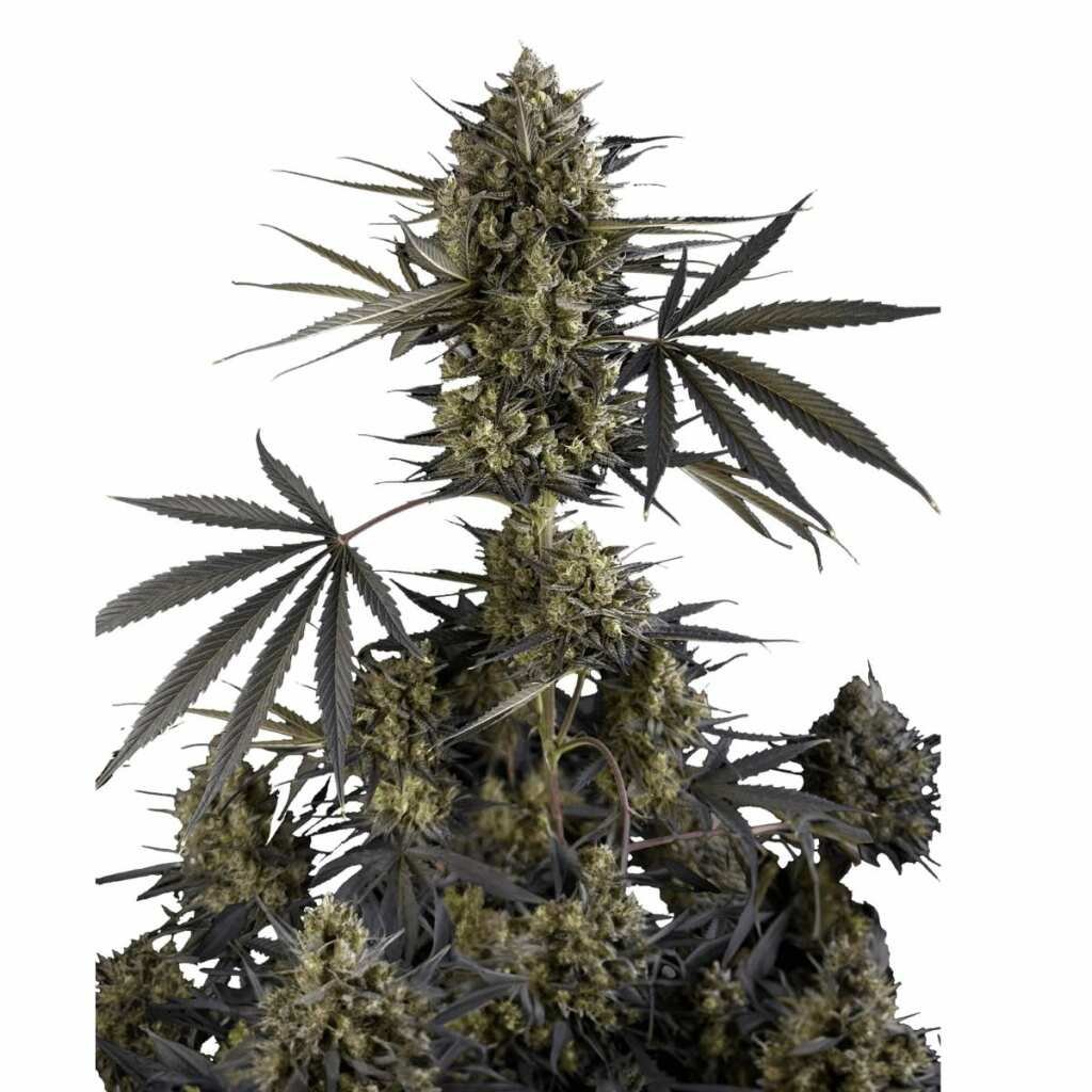 Fast Buds Pound Cake Auto - 3er Packung – Bild 3