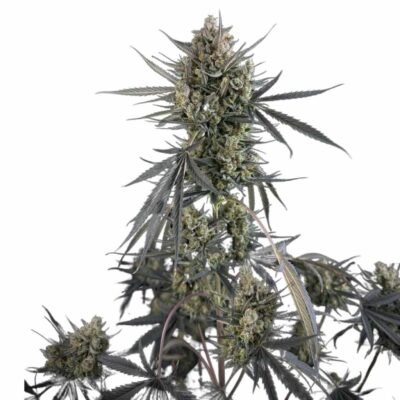 Fast Buds Pound Cake Auto – 3er Packung