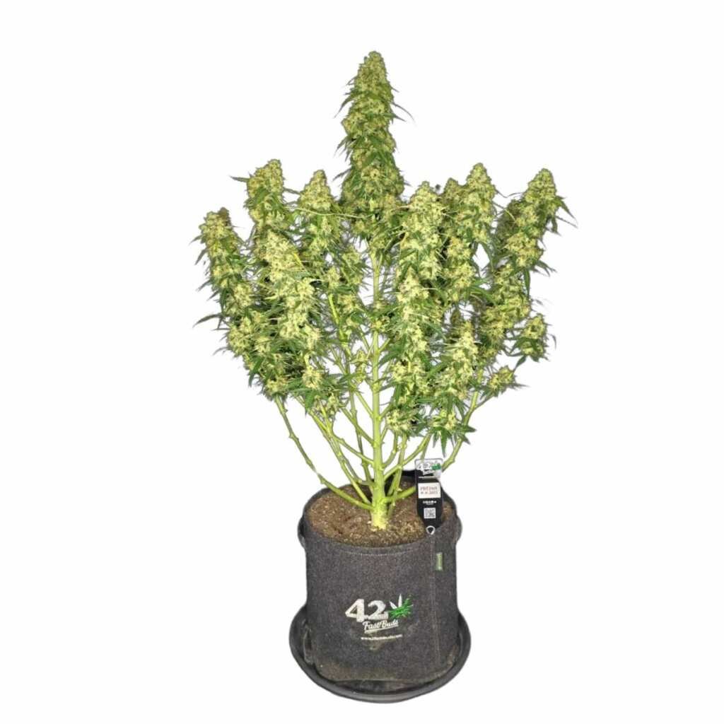 Fast Buds Sour Jealousy Auto - 3er Packung – Bild 3
