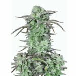 Fast Buds Strawberry Banana Auto - 3er Packung