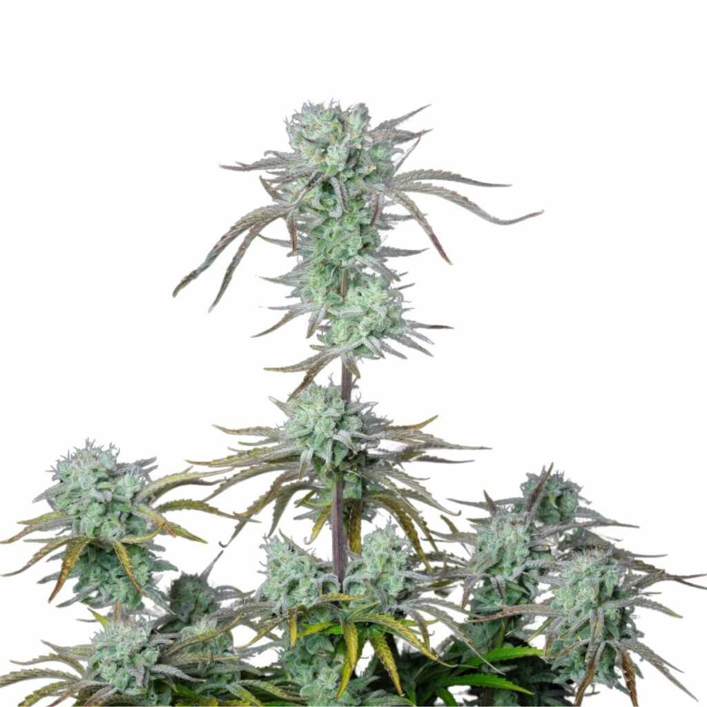 Fast Buds Strawberry Banana Auto - 3er Packung – Bild 3