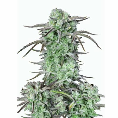 Fast Buds Strawberry Banana Auto – 3er Packung