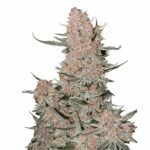 Fast Buds Ztrawberriez Auto - 3er Packung