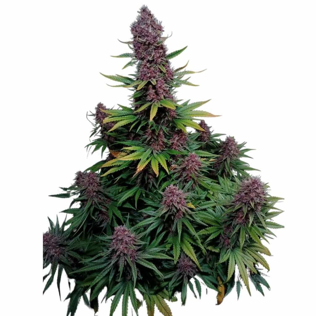 Fast Buds Ztrawberriez Auto - 3er Packung – Bild 3