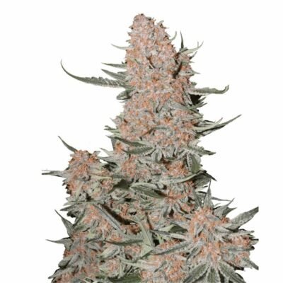 Fast Buds Ztrawberriez Auto – 3er Packung