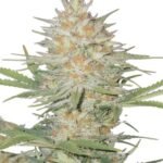 Fast Buds Z-up Auto - 3er Packung