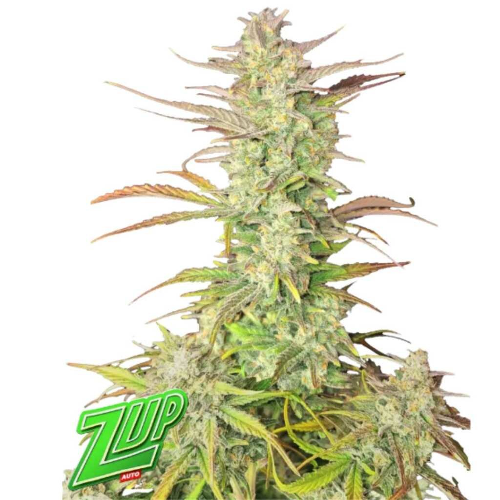 Fast Buds Z-up Auto - 3er Packung – Bild 3