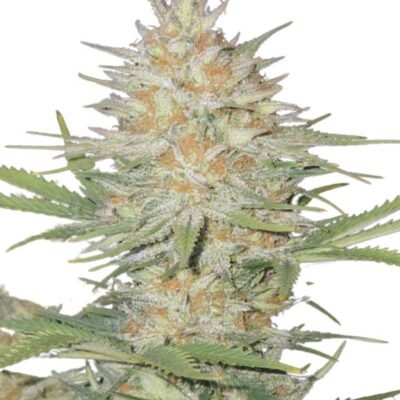 Fast Buds Z-up Auto – 3er Packung
