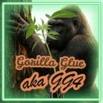 Gorilla Glue (#4) GG4