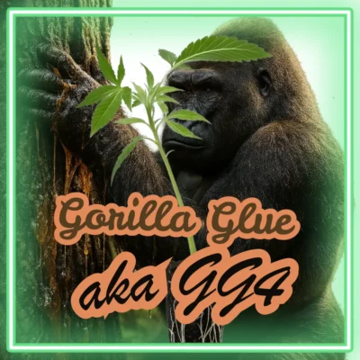 Gorilla Glue (#4) GG4