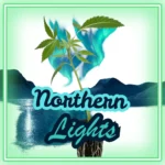 Northern Lights