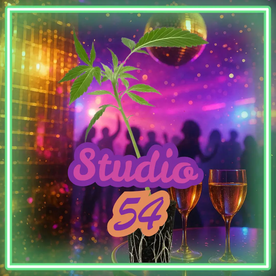 Studio 54