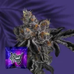 Wizard Trees Bow Shooter 6er Packung