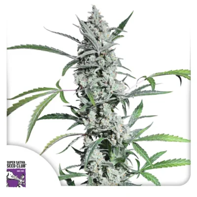 Dutch Passion Fat Pete’s Cookies Auto – 3 Samen
